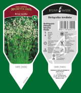 dekorativní rostliny trvalky travní byliny kapradiny 30