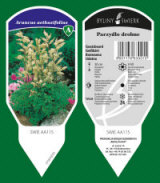ornamental plants: perennials, grass, herbs, ferns 04