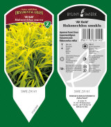 dekoratyviniai augalai: daugiamečiai augalai, žolė, žolelės, paparčiai 21