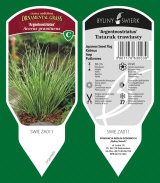 ornamental plants: perennials, grass, herbs, ferns 33