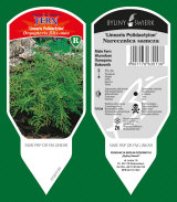ornamental plants: perennials, grass, herbs, ferns 37