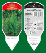 dekoratyviniai augalai: daugiamečiai augalai, žolė, žolelės, paparčiai 42