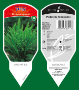 ornamental plants: perennials, grass, herbs, ferns 43